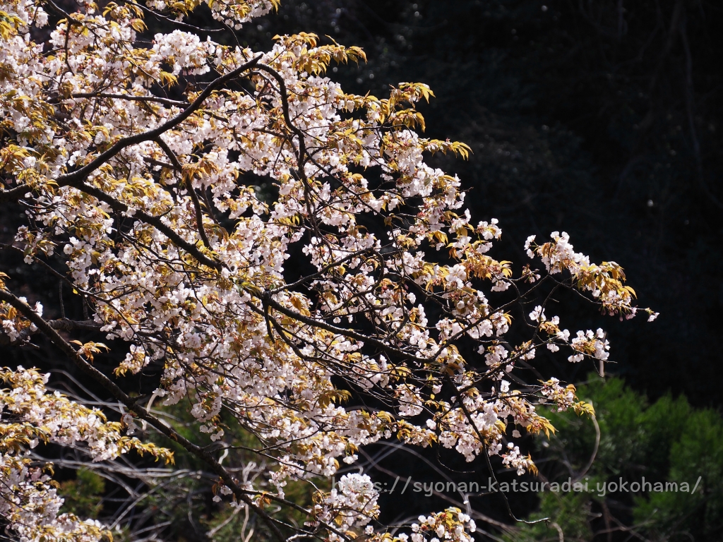 荒井沢市民の森の山桜