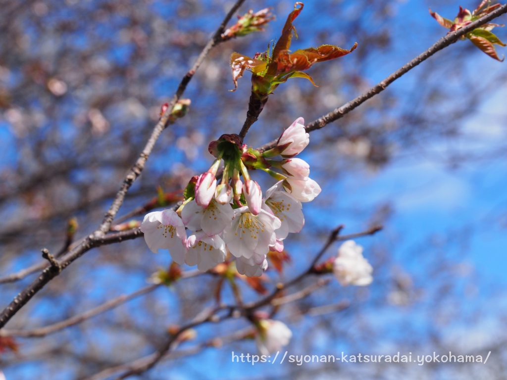 荒井沢市民の森の山桜