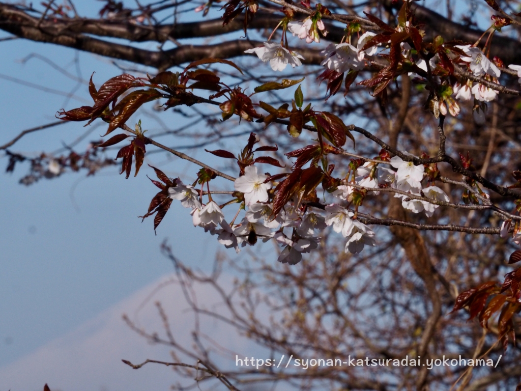 皆城山展望台　富士山と山桜