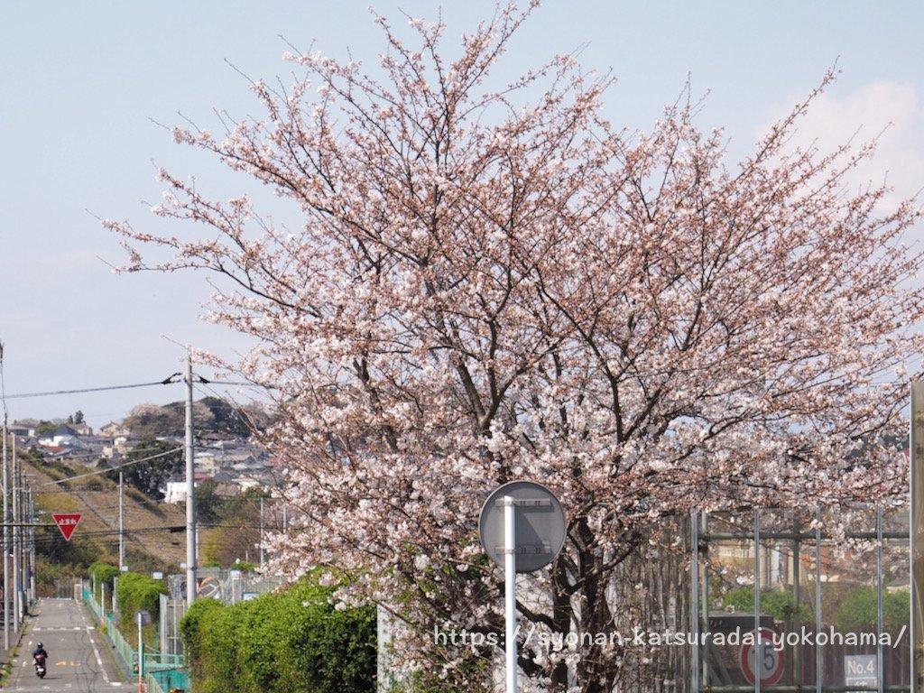 上郷公田線の桜