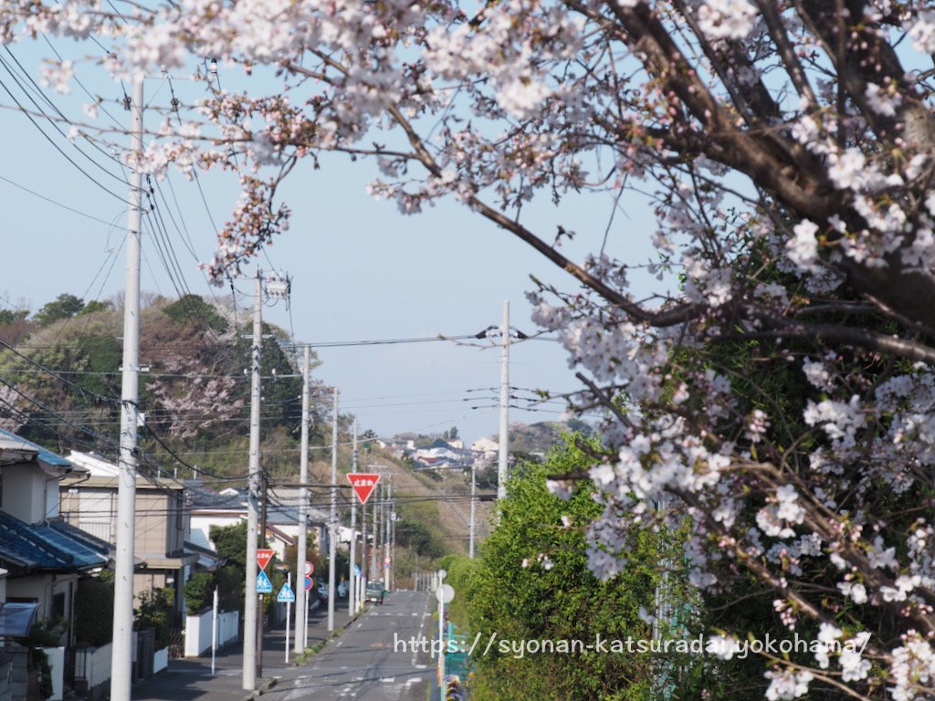上郷公田線の桜と富士山