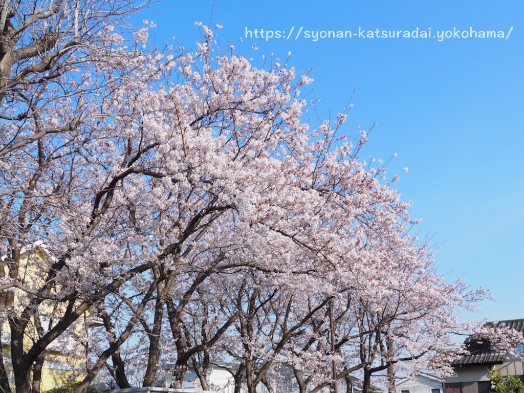湘南桂台ゆうもや公園の桜